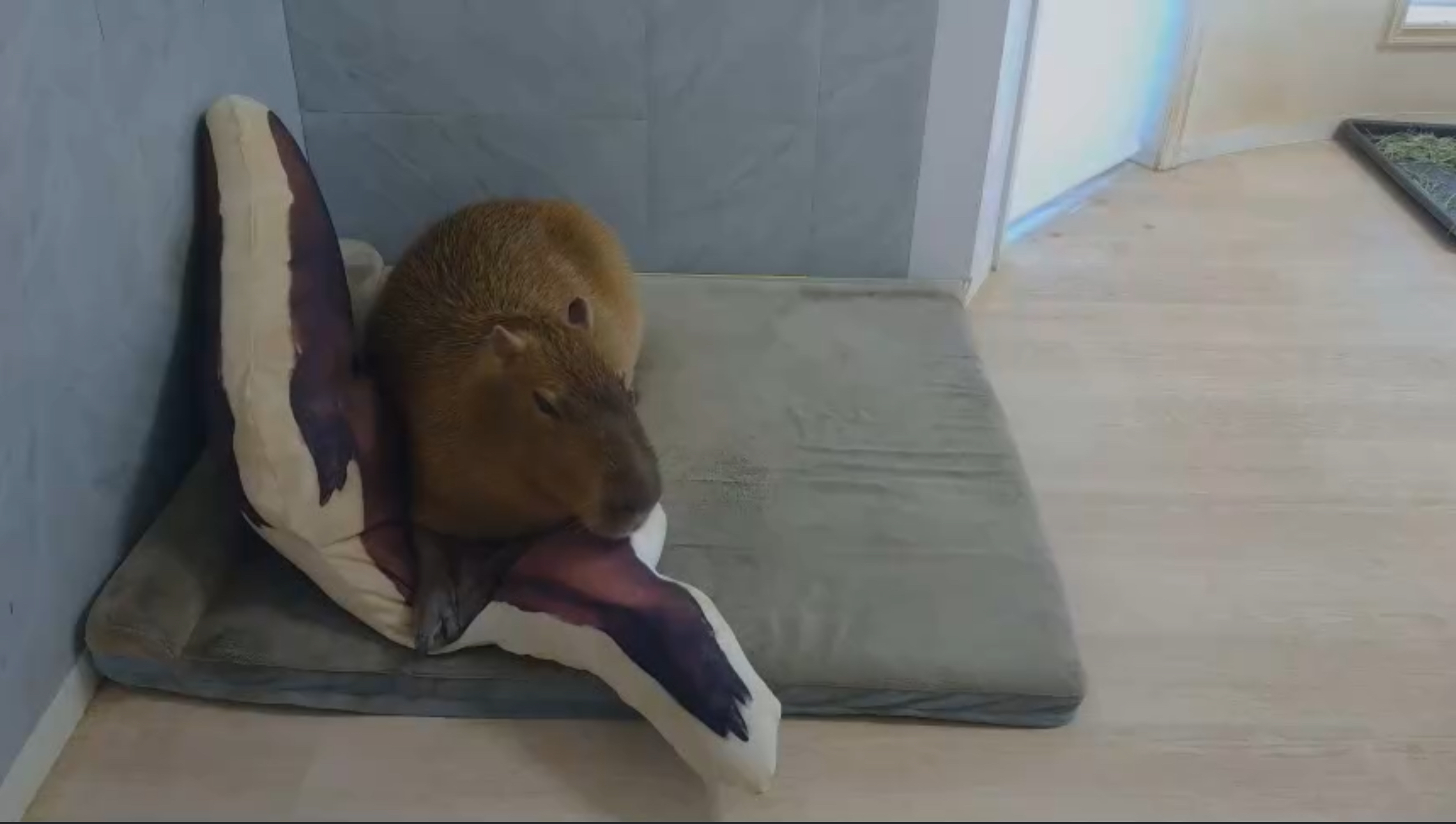 カピバラ24時間配信