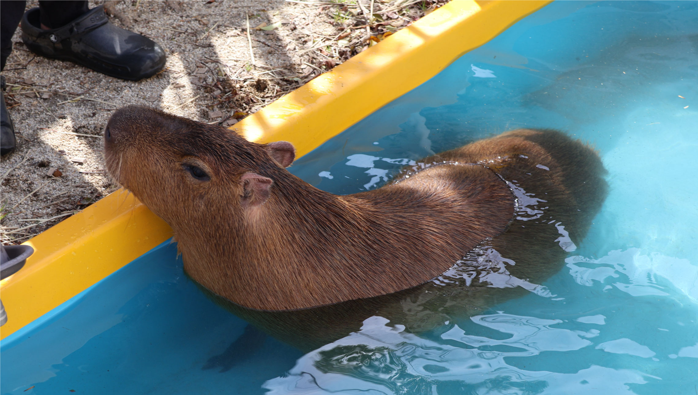マロンちゃんスマホ壁紙